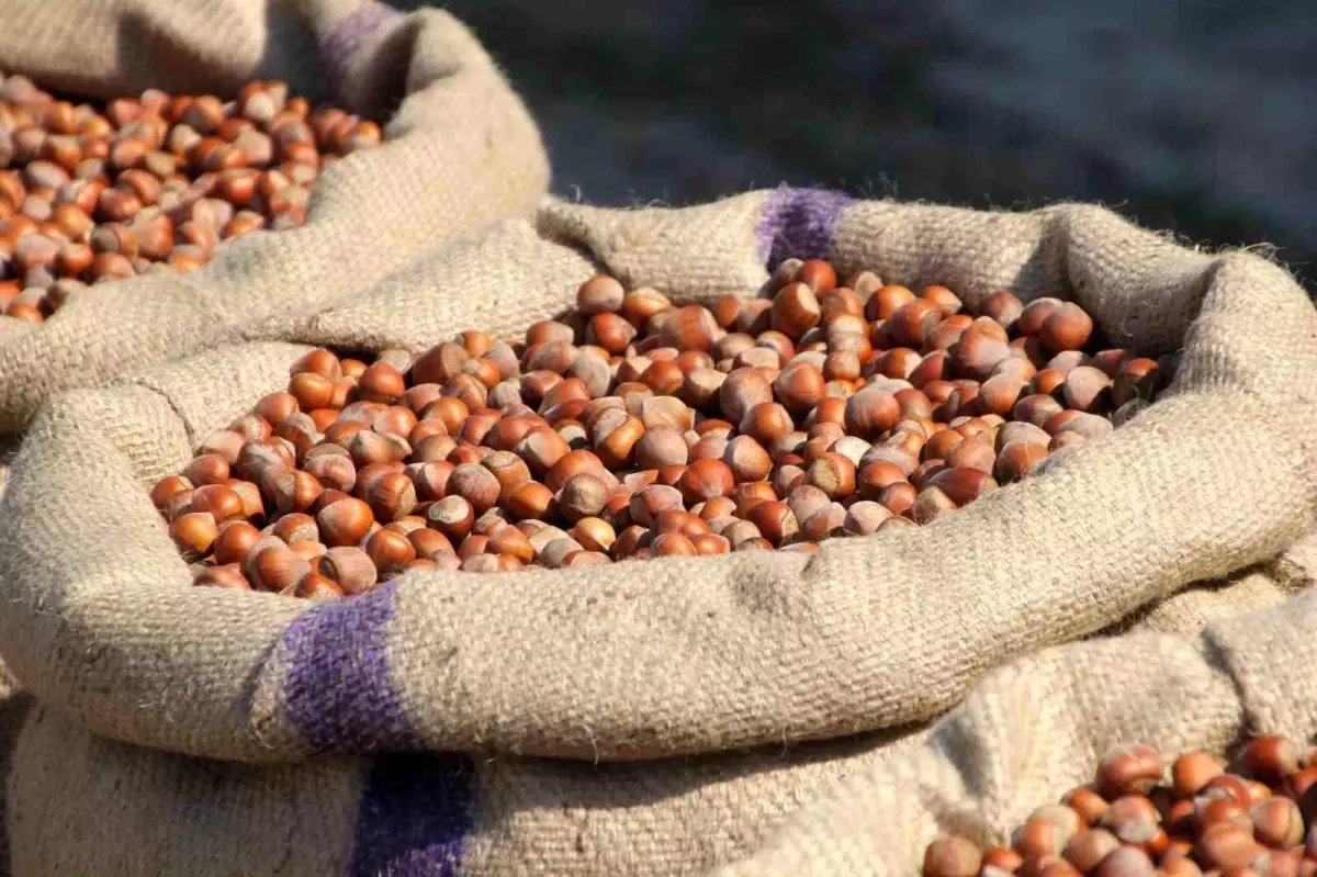 ferreronun findik manipulasyonu iddiasi zIqVSH6V.jpg