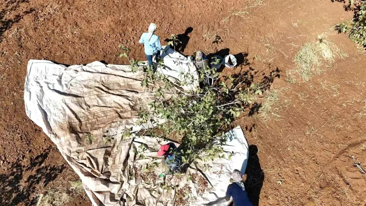 idilde fistik hasadi umut asiladi FyUOOeJS.jpg